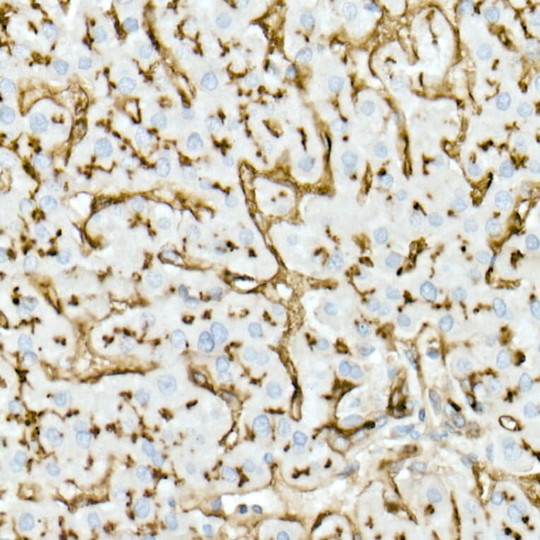 Immunohistochemistry - Anti-CD13 Antibody [ARC53706] (A306365) - Antibodies.com