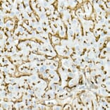 Immunohistochemistry - Anti-CD13 Antibody [ARC53706] (A306365) - Antibodies.com