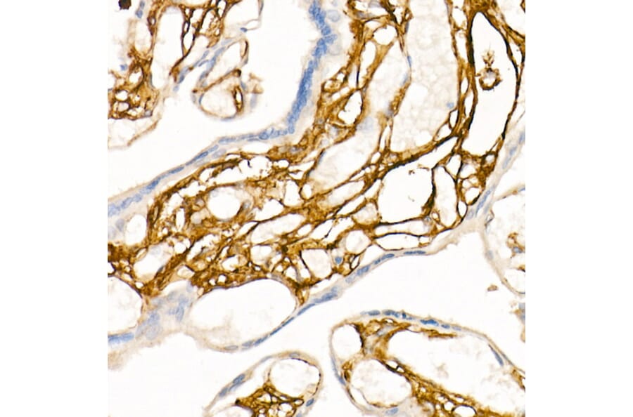 Immunohistochemistry - Anti-CD13 Antibody [ARC53706] (A306365) - Antibodies.com
