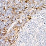 Immunohistochemistry - Anti-CD13 Antibody [ARC53706] (A306365) - Antibodies.com
