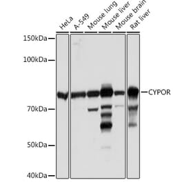 Western Blot - Anti-Cytochrome P450 Reductase Antibody [ARC1981] (A306367) - Antibodies.com