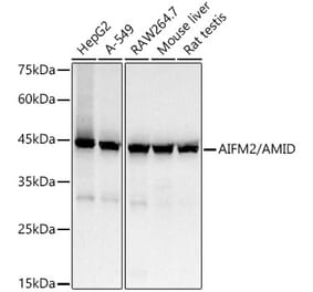 Western Blot - Anti-AMID Antibody [ARC56793] (A306369) - Antibodies.com