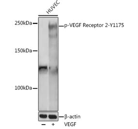 Western Blot - Anti-VEGF Receptor 2 (phospho Tyr1175) Antibody (A306370) - Antibodies.com