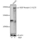 Western Blot - Anti-VEGF Receptor 2 (phospho Tyr1175) Antibody (A306370) - Antibodies.com