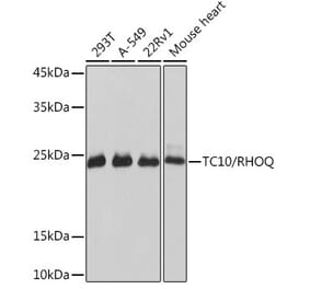 Western Blot - Anti-TC10 Antibody [ARC2309] (A306373) - Antibodies.com