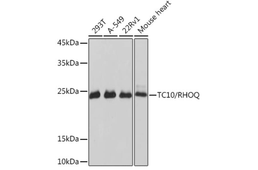 Western Blot - Anti-TC10 Antibody [ARC2309] (A306373) - Antibodies.com