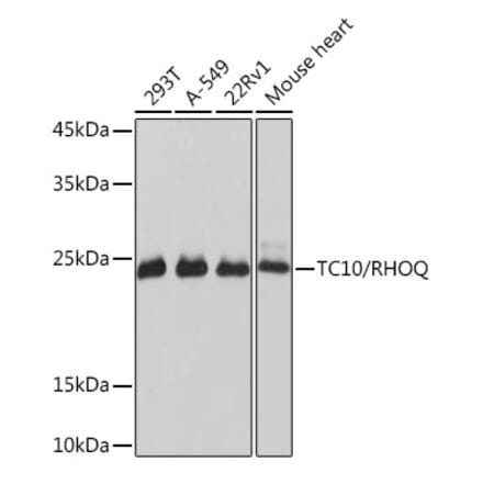 Western Blot - Anti-TC10 Antibody [ARC2309] (A306373) - Antibodies.com