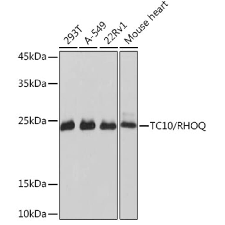 Western Blot - Anti-TC10 Antibody [ARC2309] (A306373) - Antibodies.com