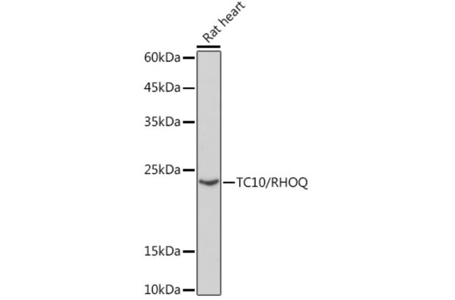 Western Blot - Anti-TC10 Antibody [ARC2309] (A306373) - Antibodies.com