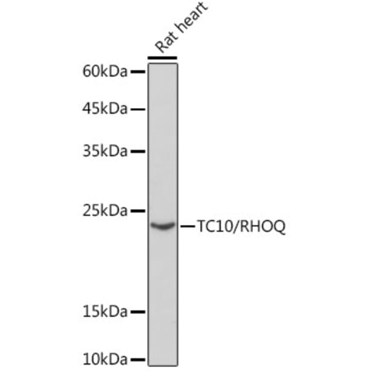 Western Blot - Anti-TC10 Antibody [ARC2309] (A306373) - Antibodies.com