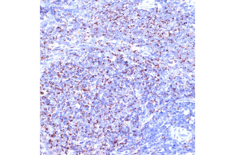 Immunohistochemistry - Anti-TC10 Antibody [ARC2309] (A306373) - Antibodies.com
