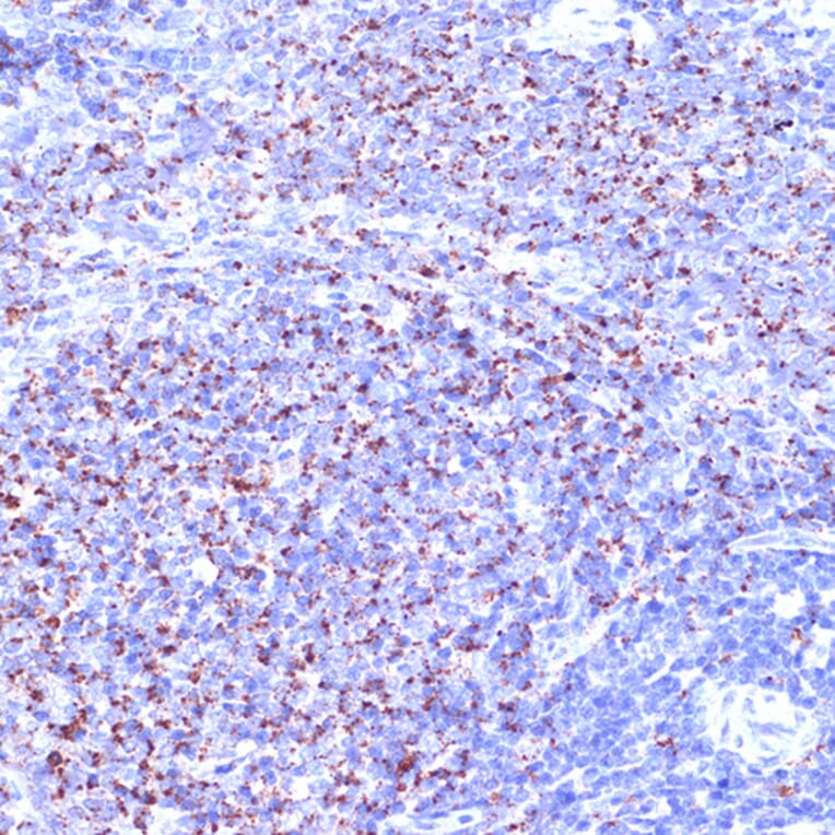 Immunohistochemistry - Anti-TC10 Antibody [ARC2309] (A306373) - Antibodies.com