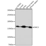 Western Blot - Anti-SMC3 Antibody (A306376) - Antibodies.com