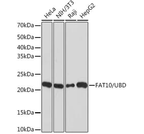 Western Blot - Anti-FAT10 Antibody [ARC1379] (A306378) - Antibodies.com