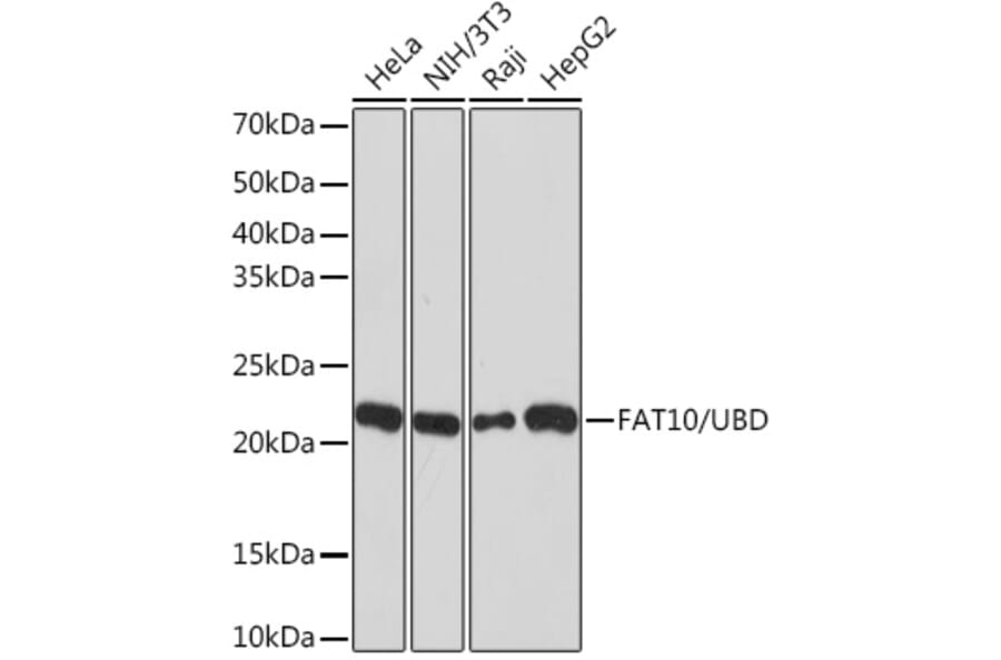 Western Blot - Anti-FAT10 Antibody [ARC1379] (A306378) - Antibodies.com