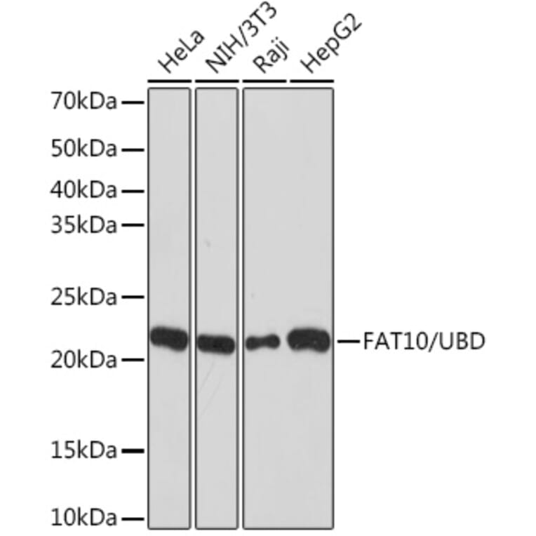 Western Blot - Anti-FAT10 Antibody [ARC1379] (A306378) - Antibodies.com