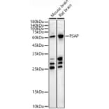 Western Blot - Anti-PSAP Antibody (A306382) - Antibodies.com