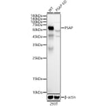 Western Blot - Anti-PSAP Antibody (A306382) - Antibodies.com