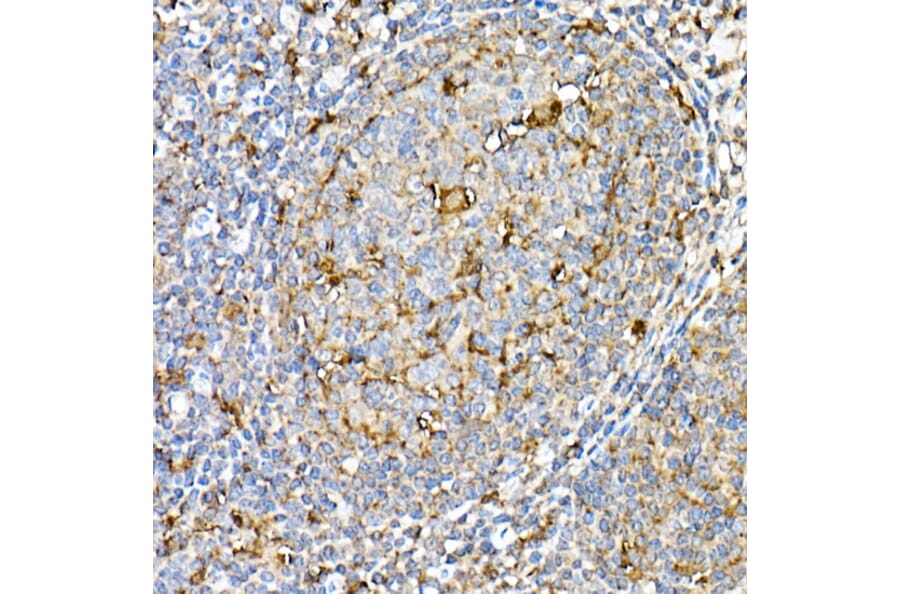 Immunohistochemistry - Anti-PSAP Antibody (A306382) - Antibodies.com