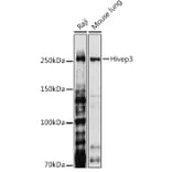 Western Blot - Anti-Hivep3 Antibody (A306384) - Antibodies.com
