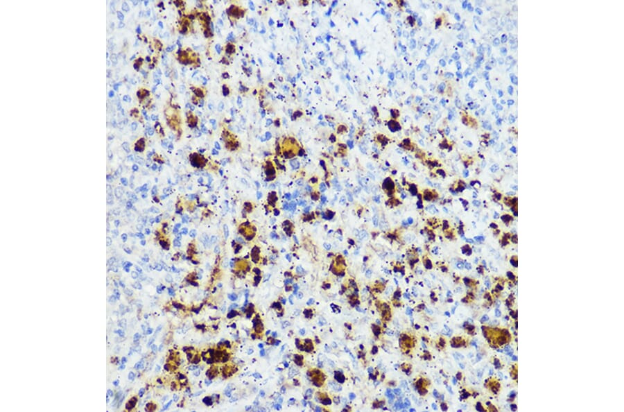 Immunohistochemistry - Anti-Hivep3 Antibody (A306384) - Antibodies.com
