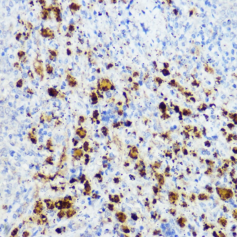 Immunohistochemistry - Anti-Hivep3 Antibody (A306384) - Antibodies.com