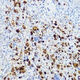 Immunohistochemistry - Anti-Hivep3 Antibody (A306384) - Antibodies.com