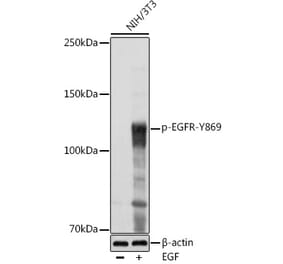 Western Blot - Anti-EGFR (phospho Tyr869) Antibody (A306387) - Antibodies.com