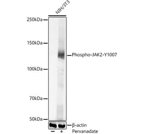 Western Blot - Anti-JAK2 (phospho Tyr1007) Antibody (A306388) - Antibodies.com