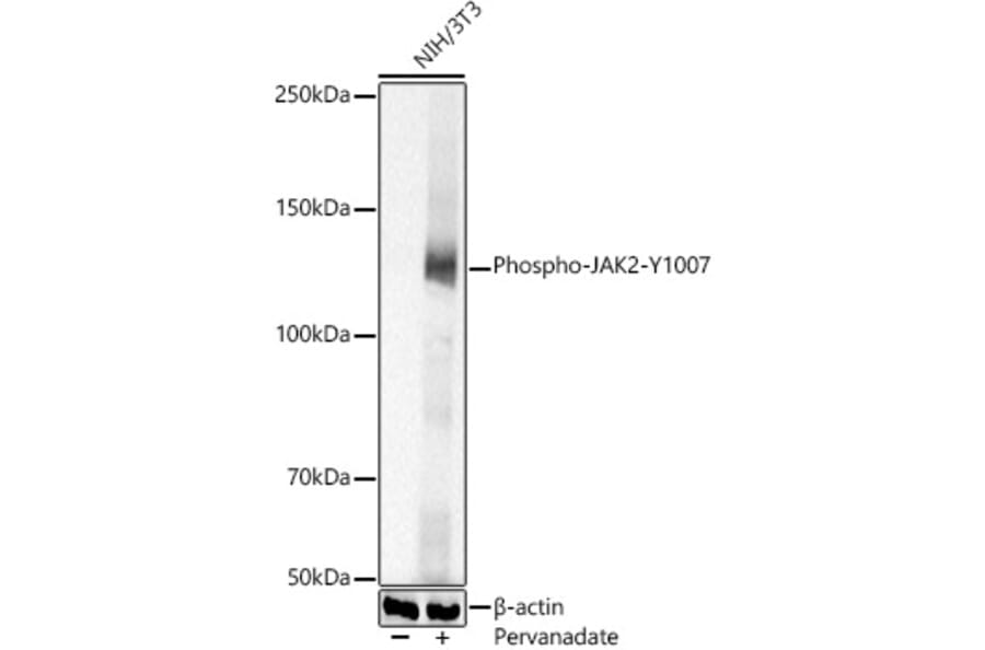 Western Blot - Anti-JAK2 (phospho Tyr1007) Antibody (A306388) - Antibodies.com