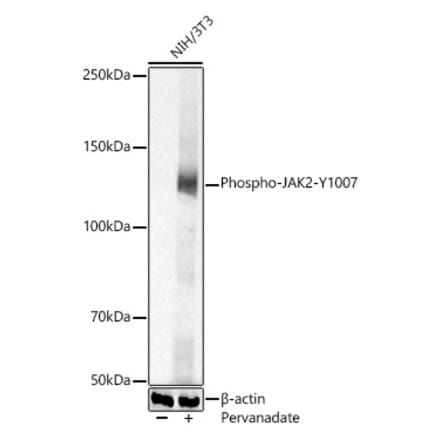 Western Blot - Anti-JAK2 (phospho Tyr1007) Antibody (A306388) - Antibodies.com