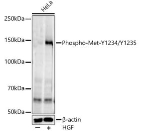 Western Blot - Anti-Met (c-Met) (phospho Tyr1234 + Tyr1235) Antibody [ARC54652] (A306389) - Antibodies.com