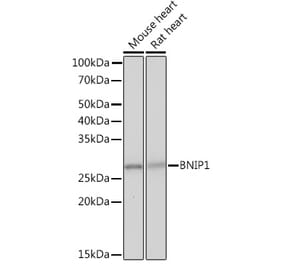 Western Blot - Anti-BNIP1 Antibody [ARC2137] (A306390) - Antibodies.com
