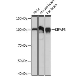 Western Blot - Anti-KIFAP3 Antibody [ARC1211] (A306391) - Antibodies.com