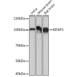 Western Blot - Anti-KIFAP3 Antibody [ARC1211] (A306391) - Antibodies.com