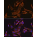 Immunofluorescence - Anti-KIFAP3 Antibody [ARC1211] (A306391) - Antibodies.com