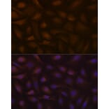 Immunofluorescence - Anti-KIFAP3 Antibody [ARC1211] (A306391) - Antibodies.com