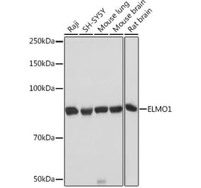 Western Blot - Anti-ELMO1 Antibody [ARC1985] (A306392) - Antibodies.com