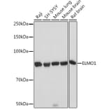 Western Blot - Anti-ELMO1 Antibody [ARC1985] (A306392) - Antibodies.com