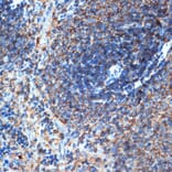 Immunohistochemistry - Anti-ELMO1 Antibody [ARC1985] (A306392) - Antibodies.com