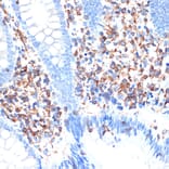 Immunohistochemistry - Anti-ELMO1 Antibody [ARC1985] (A306392) - Antibodies.com
