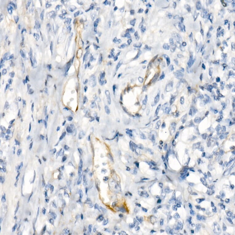 Immunohistochemistry - Anti-eNOS Antibody [ARC51618] (A306395) - Antibodies.com