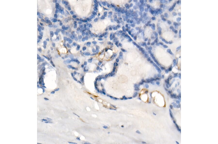 Immunohistochemistry - Anti-eNOS Antibody [ARC51618] (A306395) - Antibodies.com