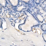 Immunohistochemistry - Anti-eNOS Antibody [ARC51618] (A306395) - Antibodies.com