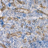 Immunohistochemistry - Anti-eNOS Antibody [ARC51618] (A306395) - Antibodies.com