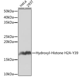 Western Blot - Anti-Histone H2A Antibody [ARC0253] (A306399) - Antibodies.com