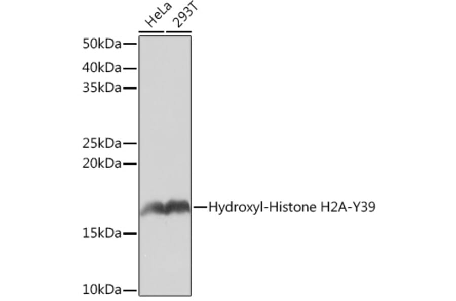 Western Blot - Anti-Histone H2A Antibody [ARC0253] (A306399) - Antibodies.com
