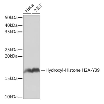 Western Blot - Anti-Histone H2A Antibody [ARC0253] (A306399) - Antibodies.com