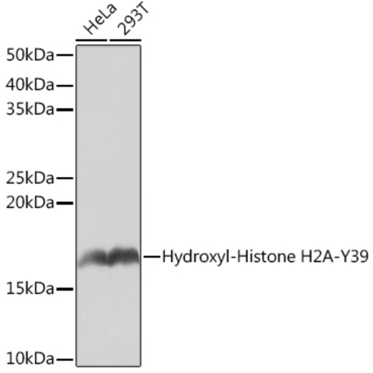 Western Blot - Anti-Histone H2A Antibody [ARC0253] (A306399) - Antibodies.com