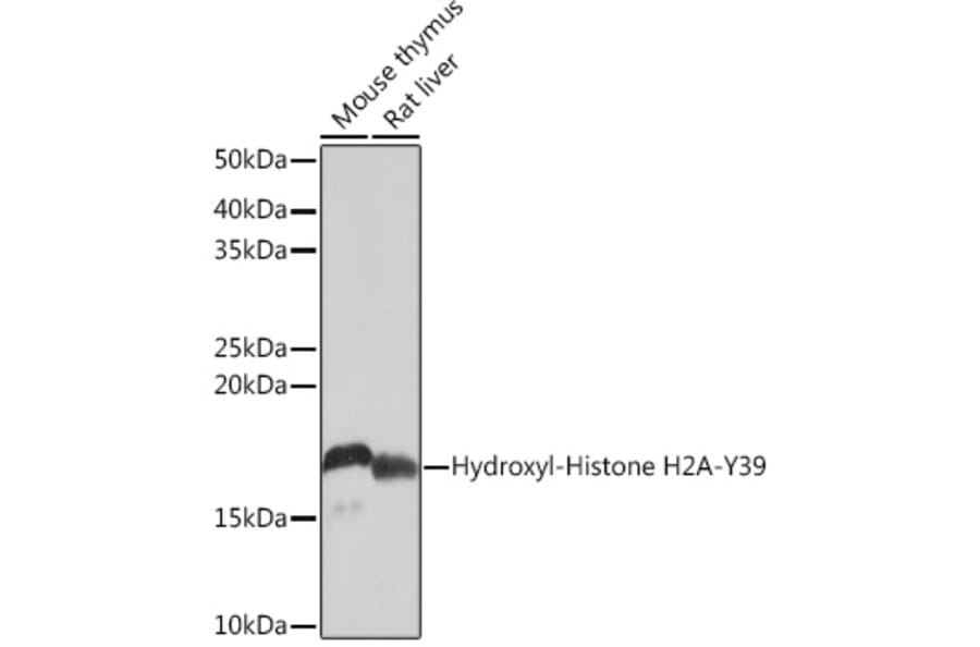 Western Blot - Anti-Histone H2A Antibody [ARC0253] (A306399) - Antibodies.com